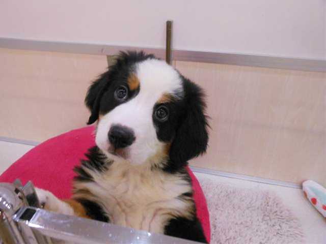 家族が決まりました♪