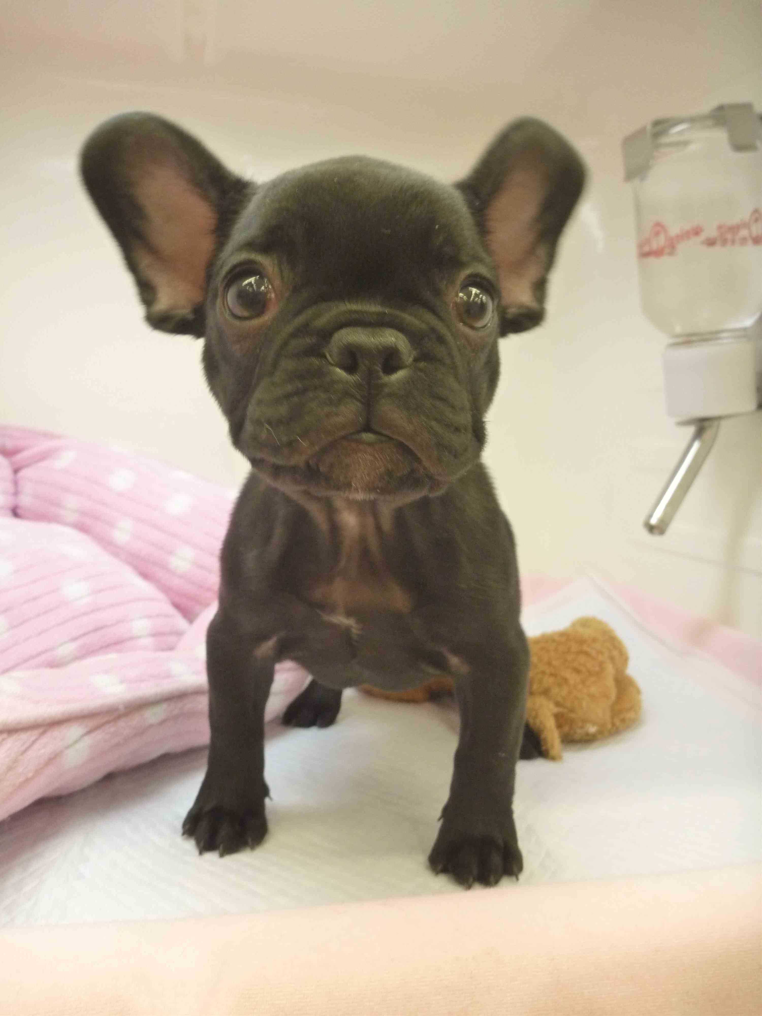 ☆フレブルちゃんご自慢の。。。♪☆