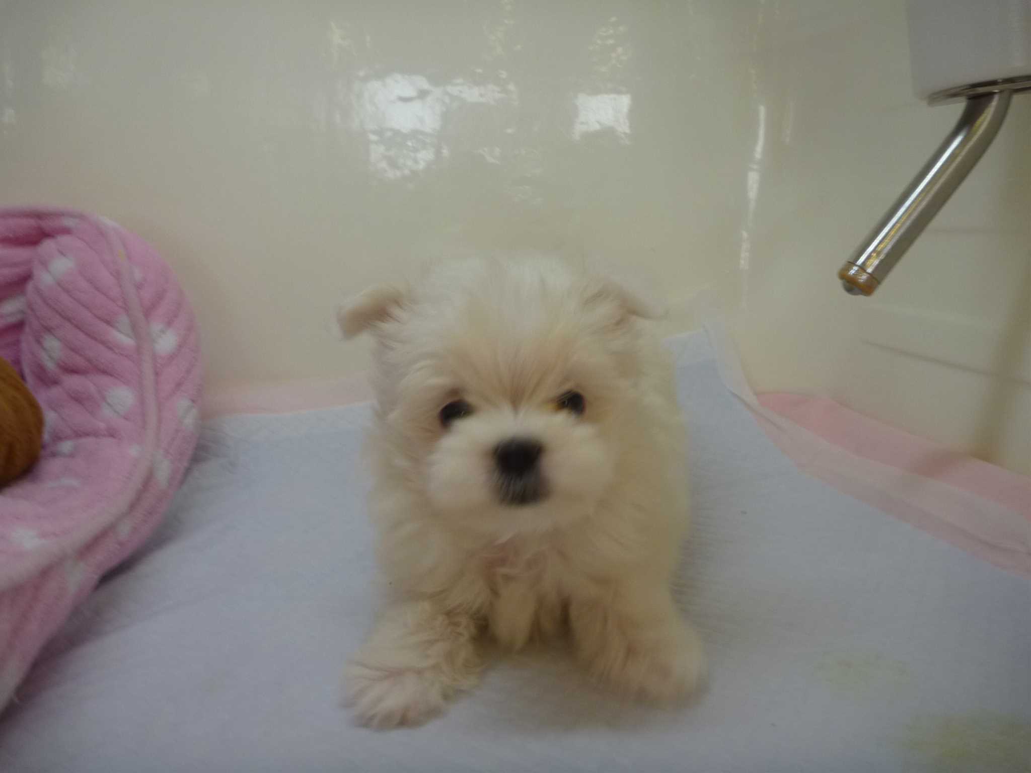☆今日も元気いっぱいなマルちゃん♪☆