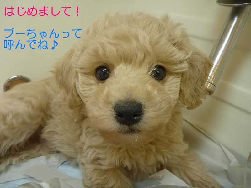 ☆はじめまして♥プーちゃんです☆