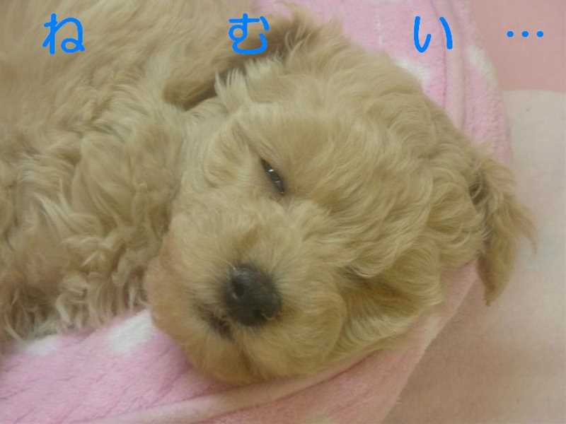 ★おやすみプーちゃん★