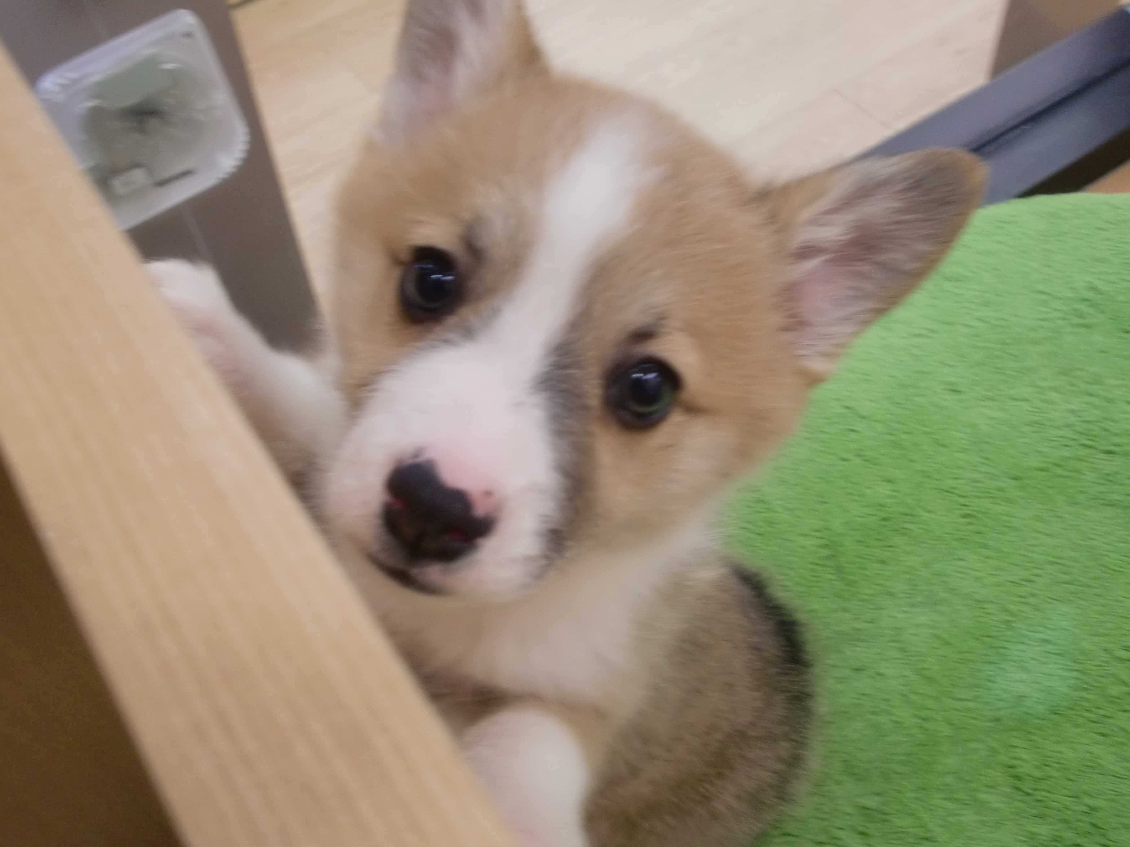 コーちゃんのお部屋にお友達がきました♪♪