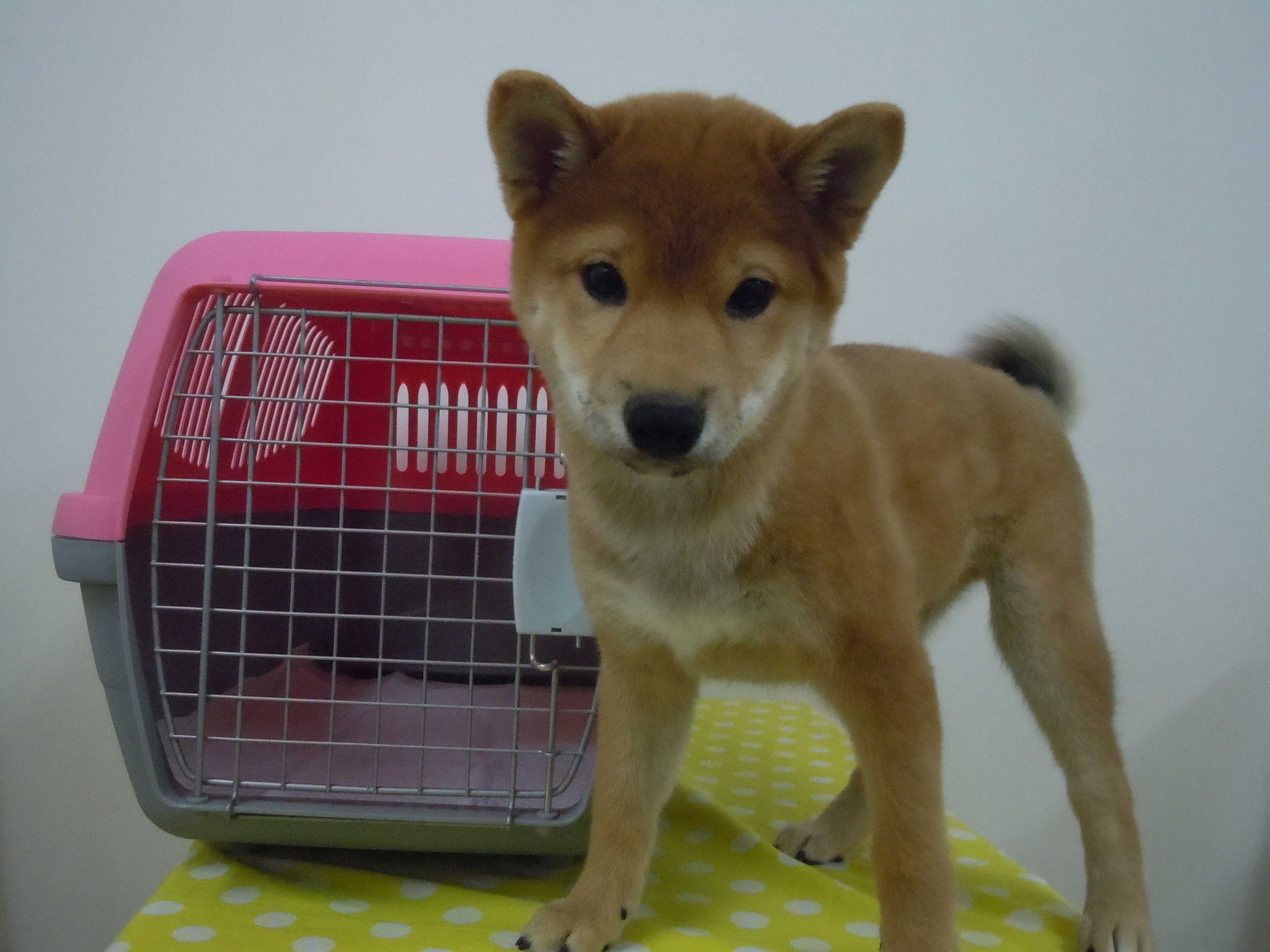 お家が決まったよ☆
