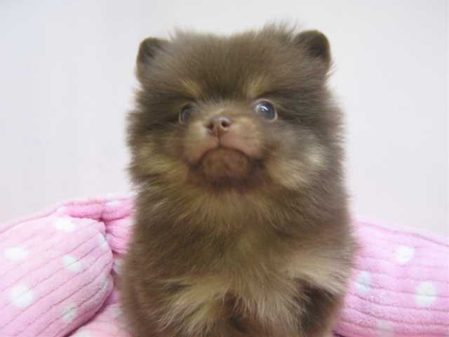 NEW　FACE！ぽんちゃん！