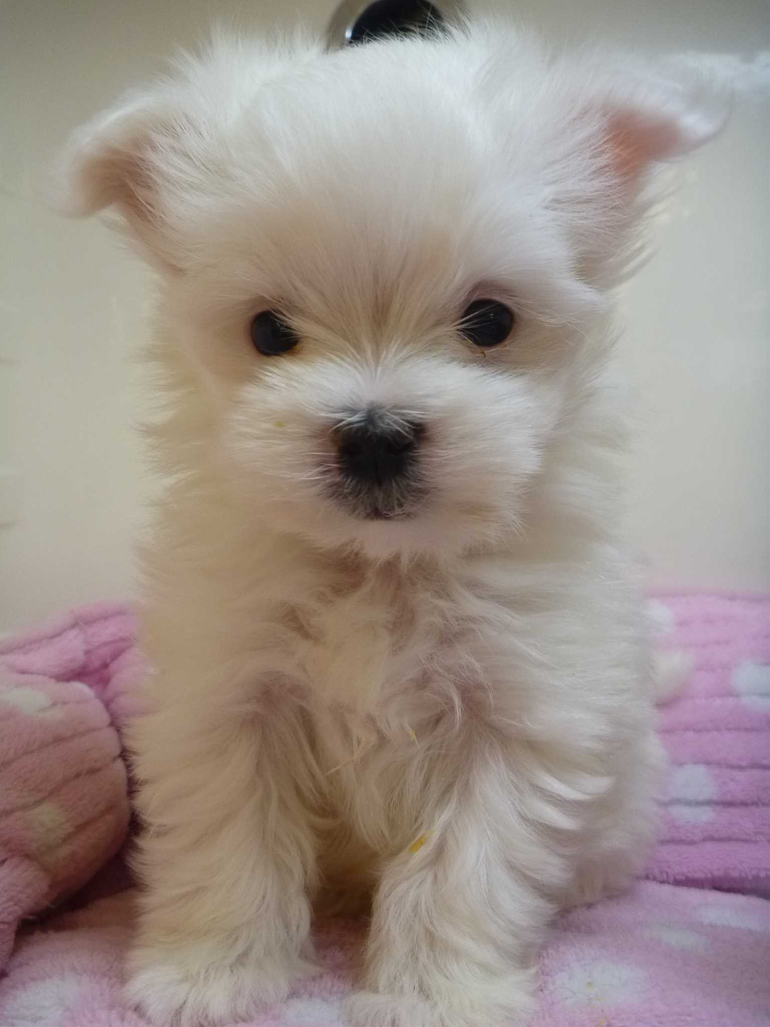 ★新オススメ犬発表！★