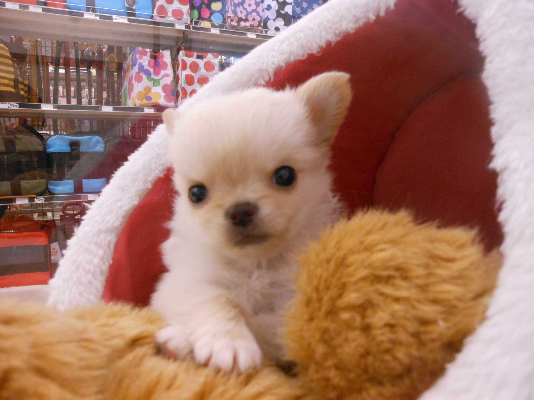 ☆オススメ犬☆チワワちゃん☆