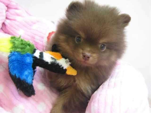 ◇◆◇今日のぽんちゃん◇◆◇