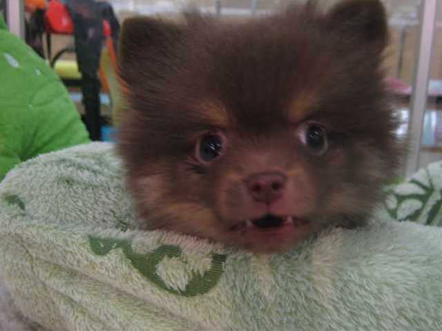 ◆◇◆３月６日、今日のぽんちゃん◆◇◆