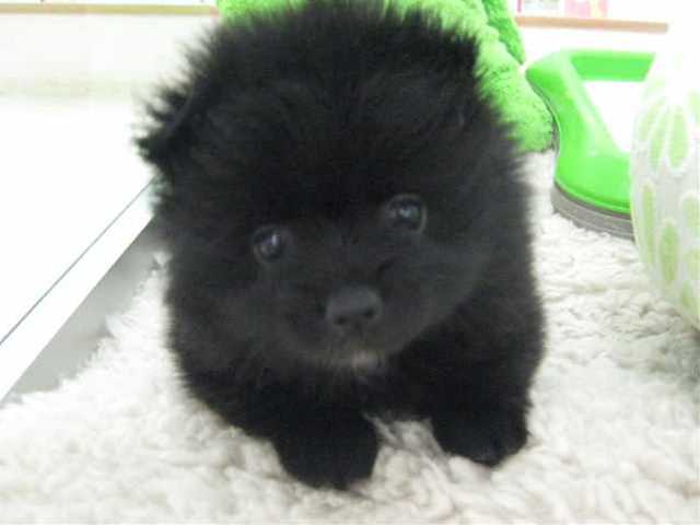 ぽんちゃんのお引越し!!!!