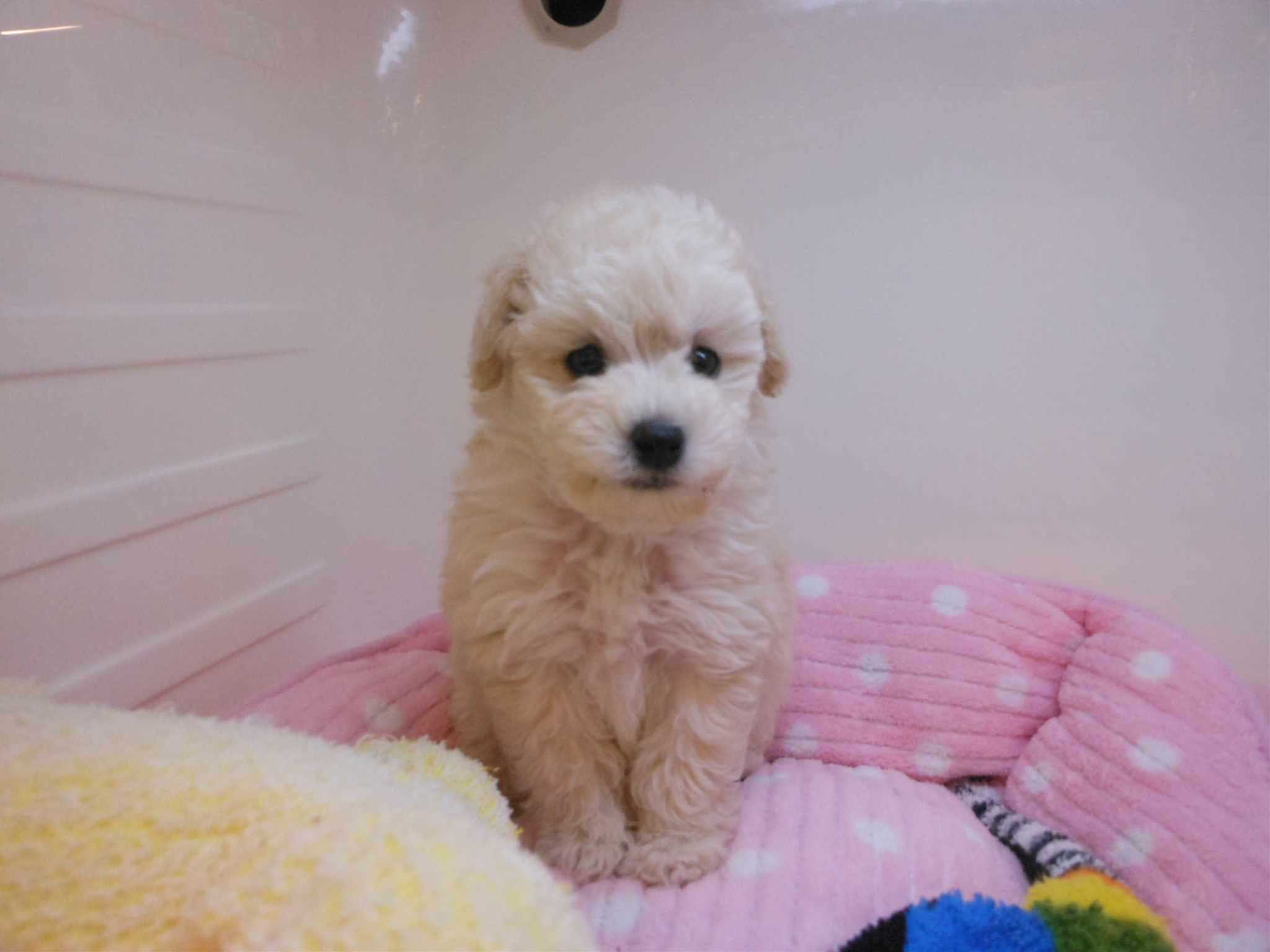 動くぬいぐるみ・・・？？（ﾟωﾟ ）