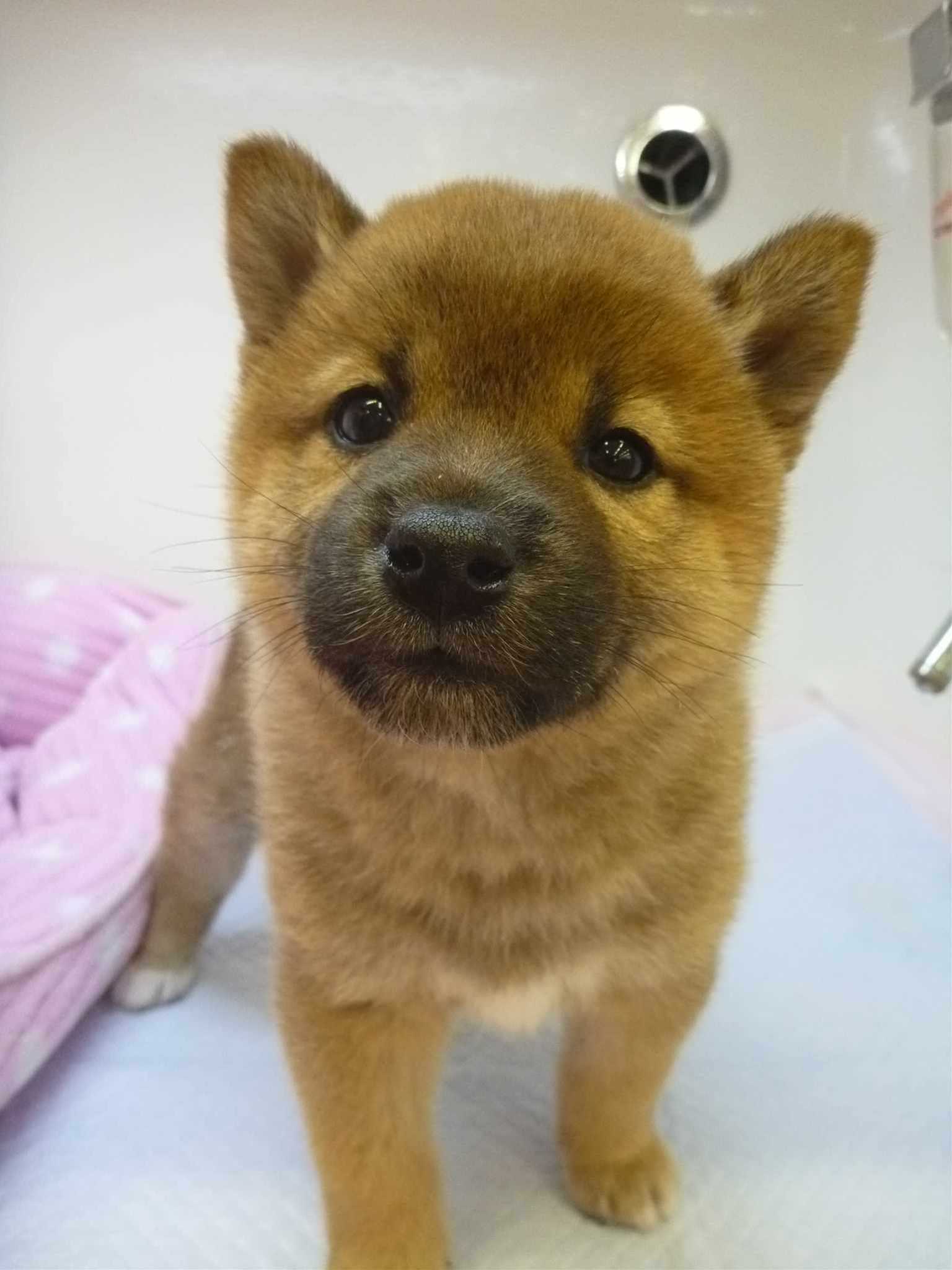 ☆ＮＥＷオススメ犬♥柴ちゃん！☆