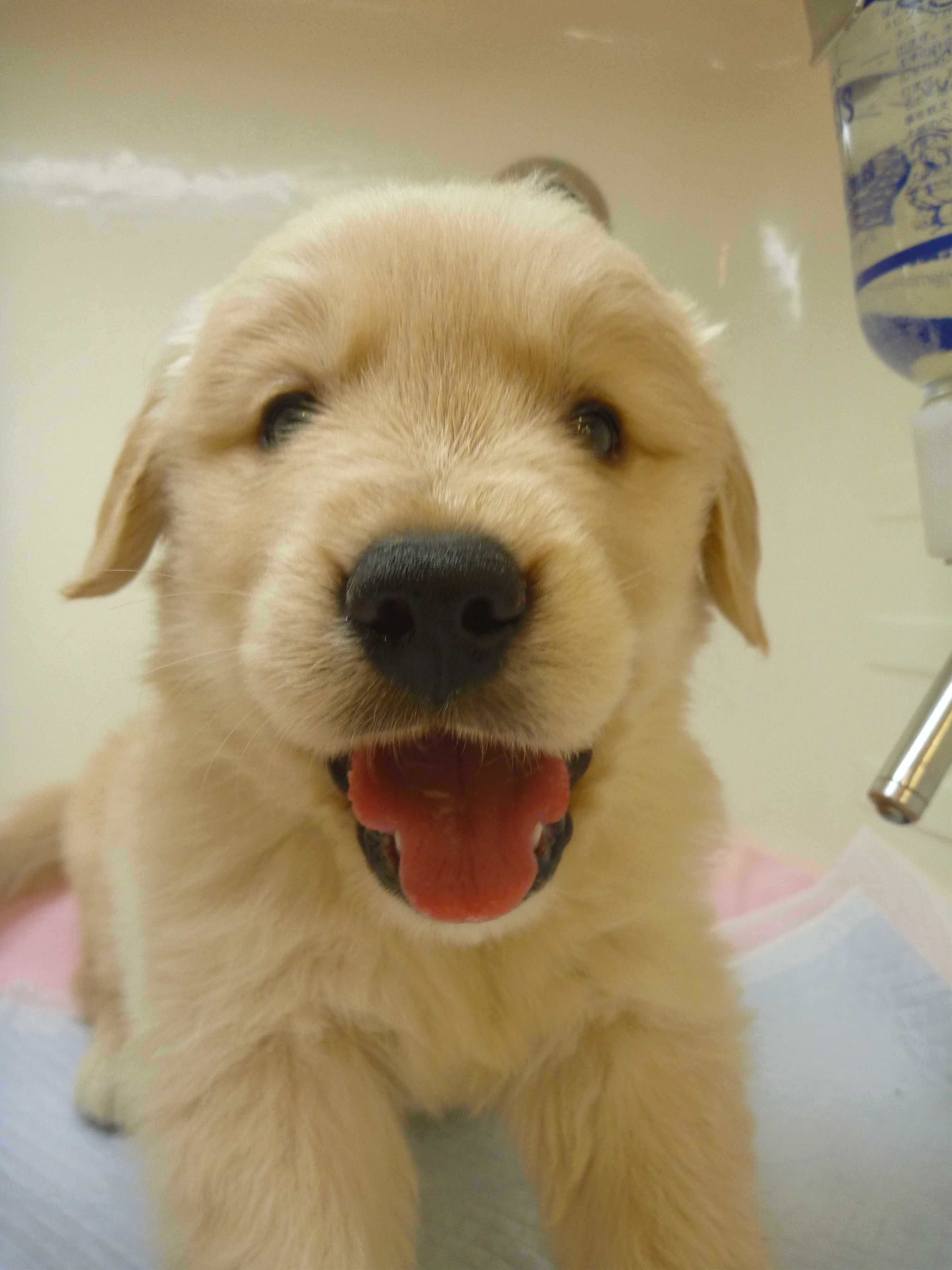 ★ＮＥＷオススメ犬♥ゴルちゃん★