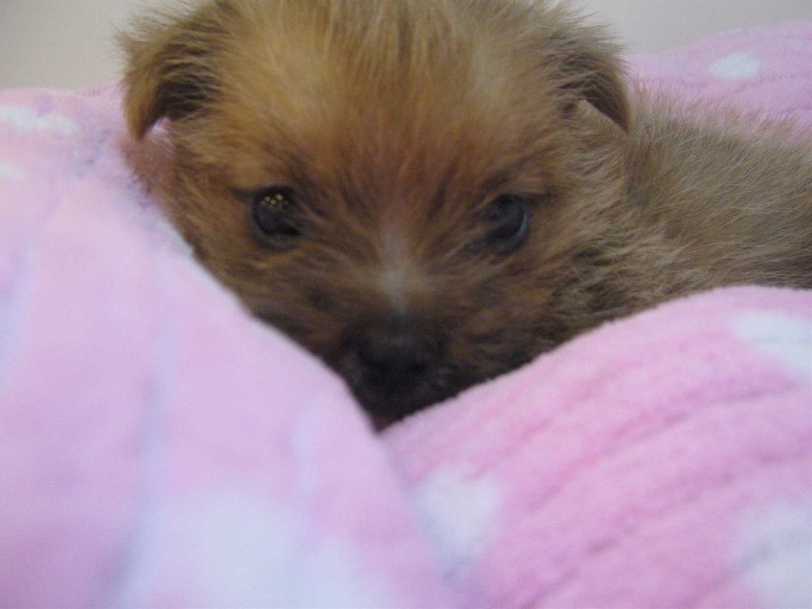 ★サヨナラちょこぽめちゃん、こんにちはフォ～ク君★