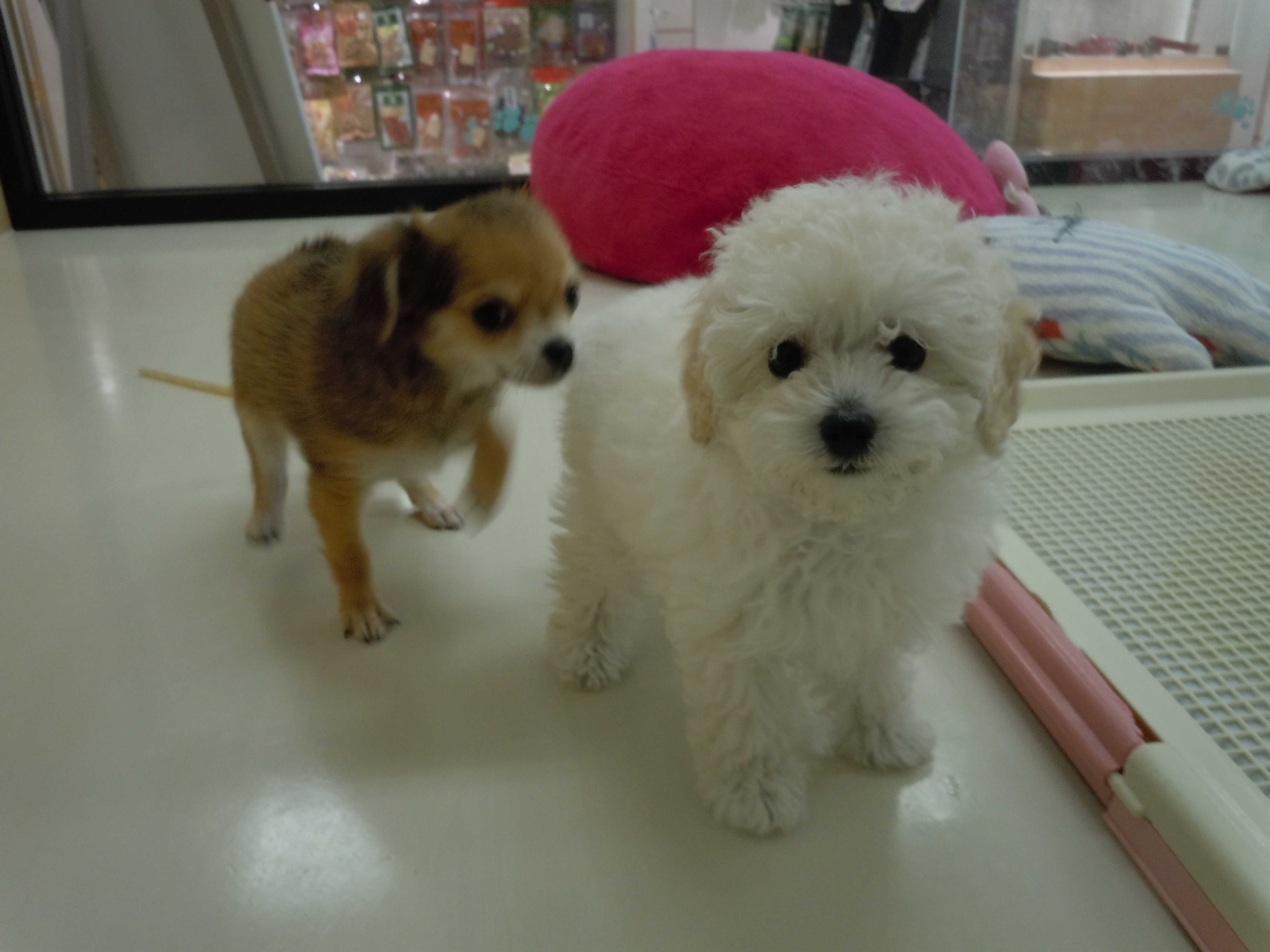 プレイルーム☆デビュー