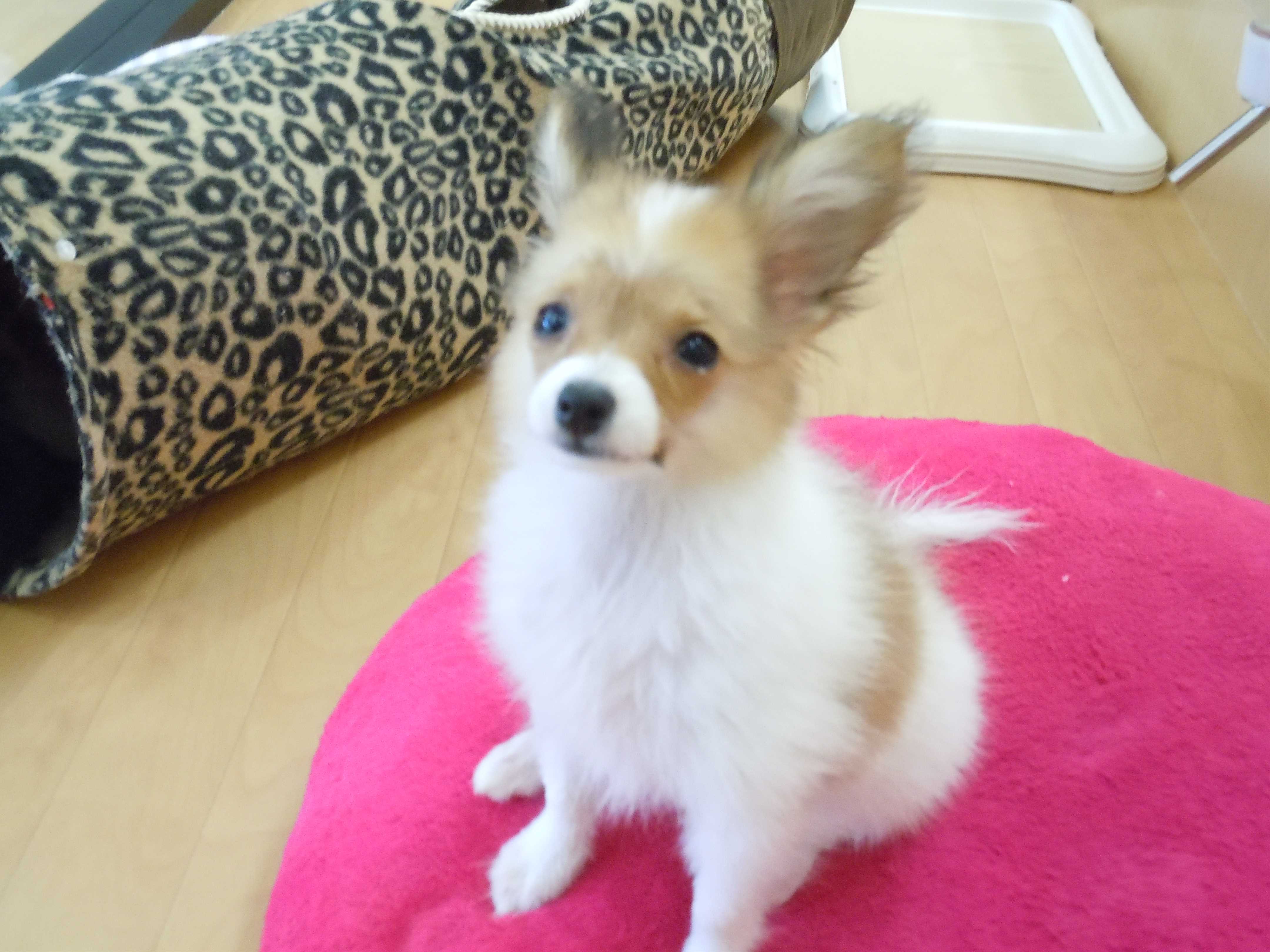 ☆ミパピちゃんプレイルームデビュー☆ミ
