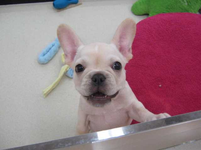 ひろびろぶぅぅちゃん☆