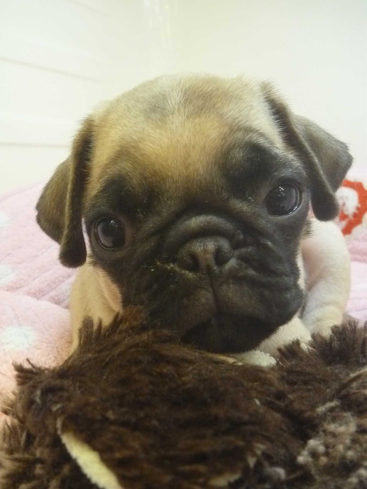 ☆ＮＥＷおすすめ犬！ぱーちゃん☆