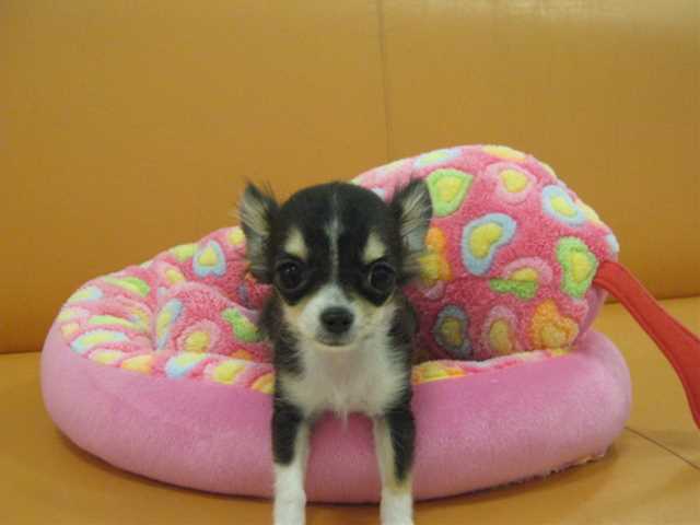 ☆NEW☆おすすめWANちゃん☆