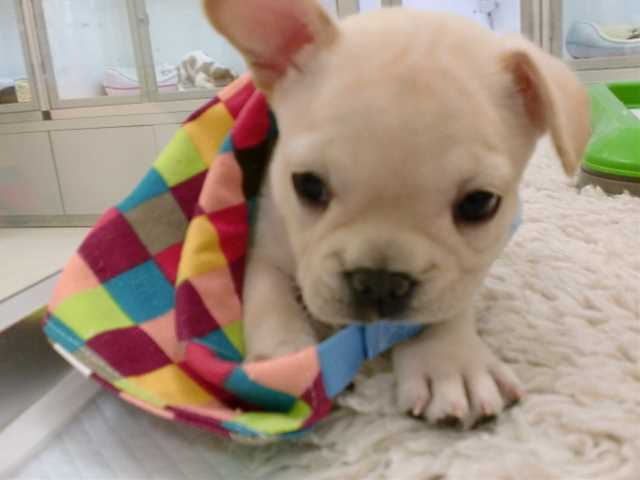 こぶたん、夢うつつ…☆