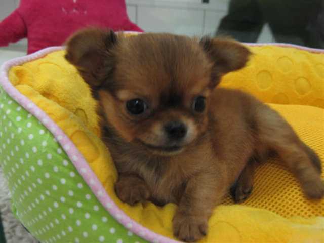 おススメわんちゃんのご紹介