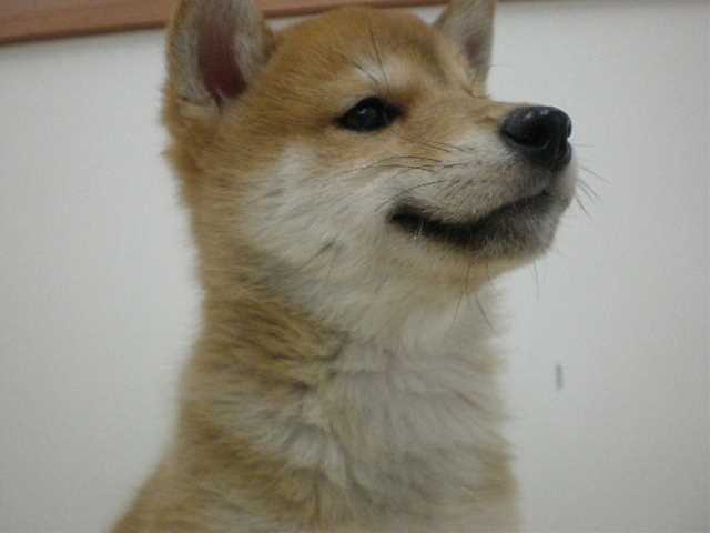 しーやんの体重測定!!!!!!!!!!!!!!!