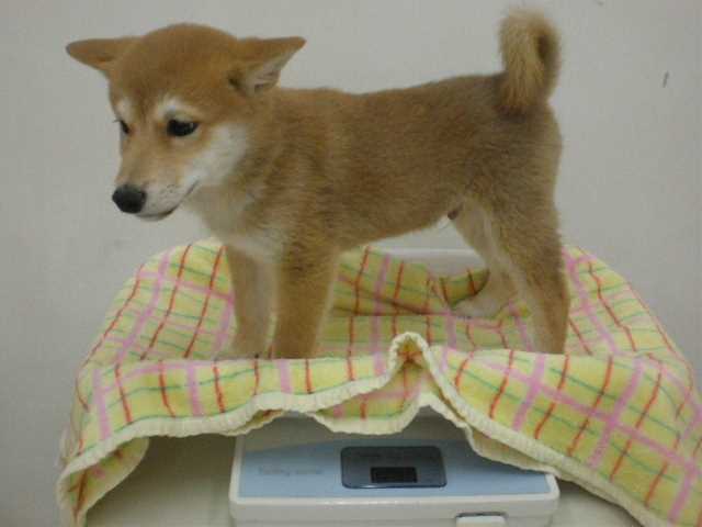 しーやんの体重測定!!!!!!!!