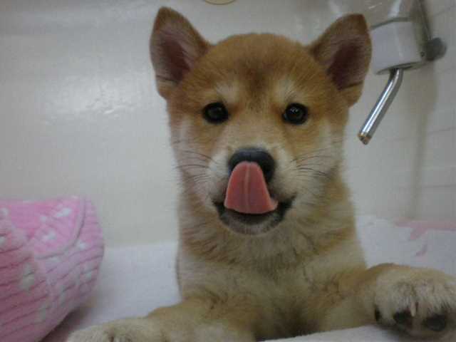 ご飯もりもり♪