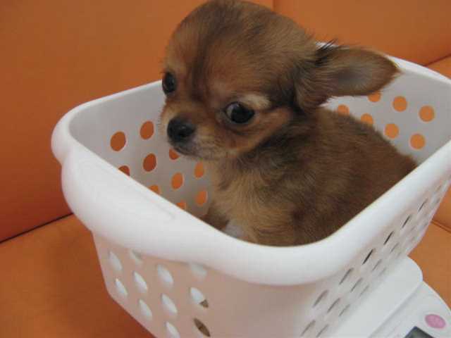 チッチの体重測定～!!!