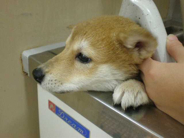 シャンプーしーやん☆☆