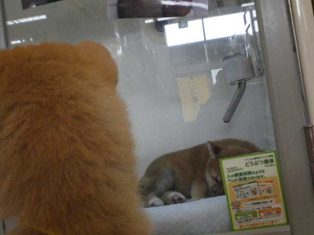 しーやん危うし！？