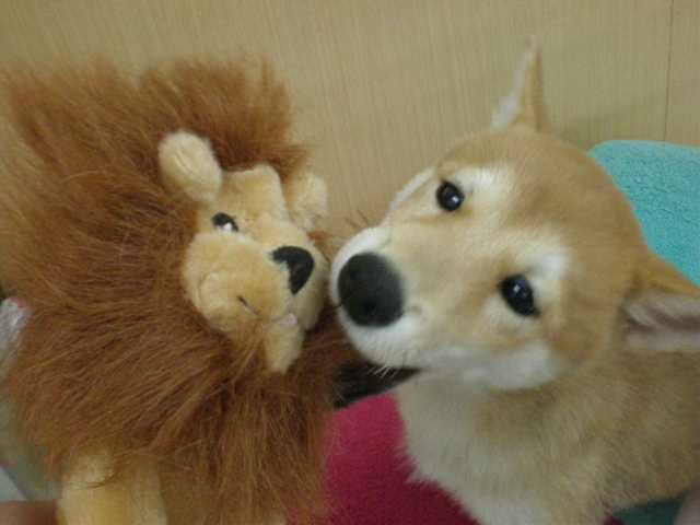 しーやんとライオン☆