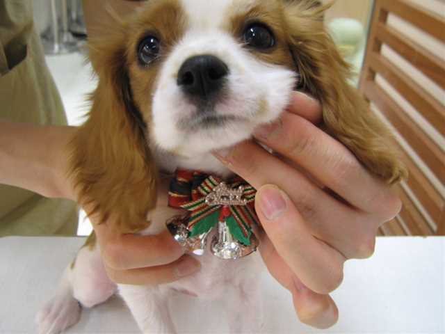 ちょっとだけ早いクリスマス？？