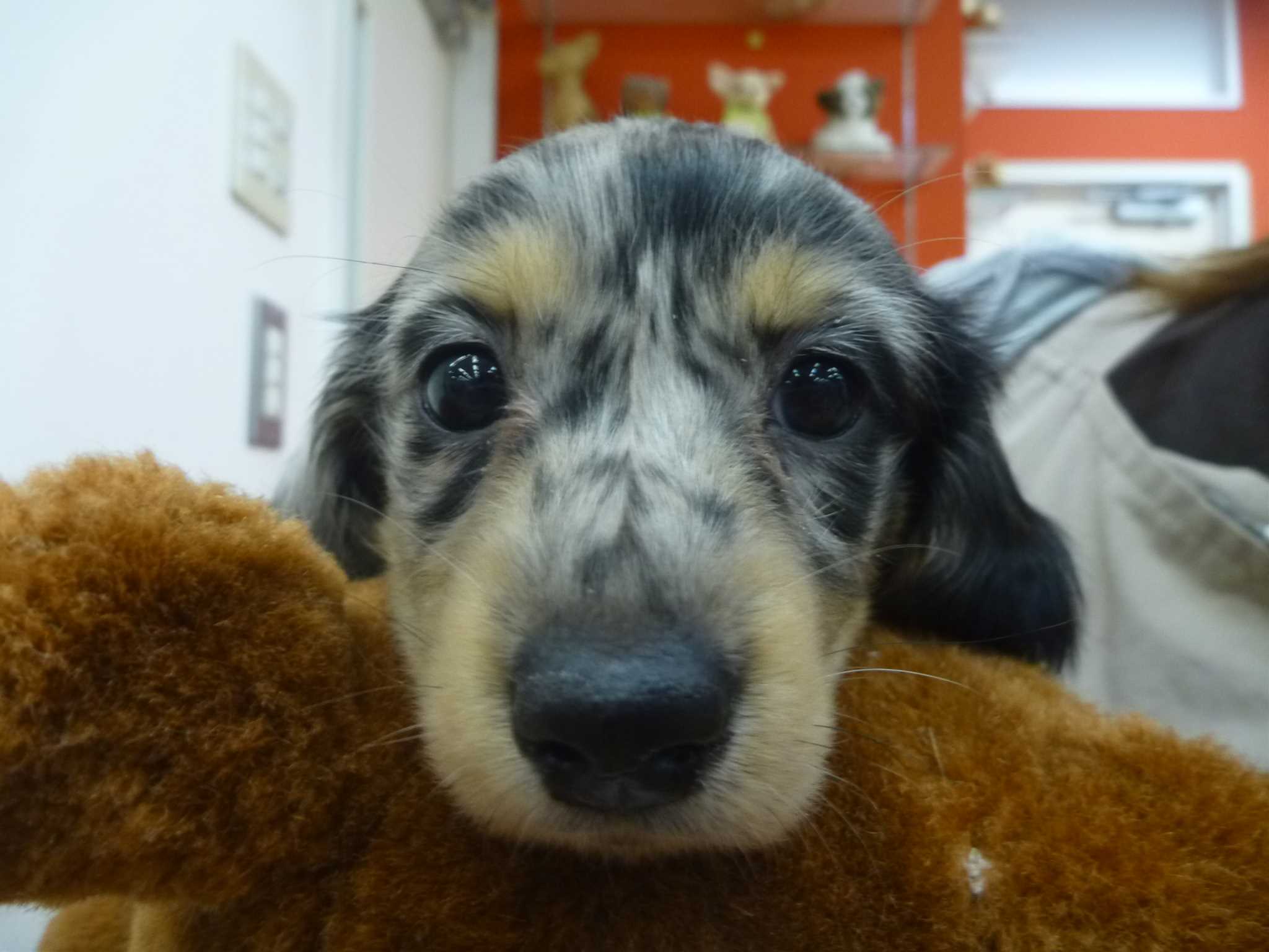 ☆♡マーブルちゃん登場♡☆