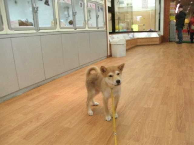 しーやんデビュー！！