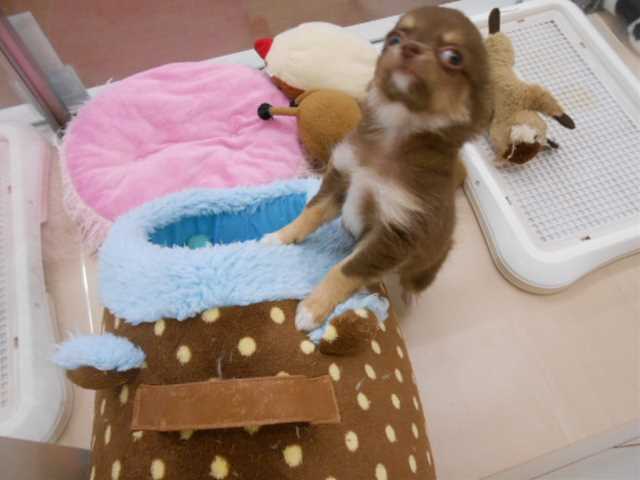 ちーたんのマイブーム★