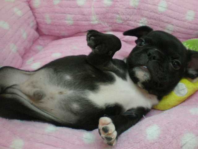 ぶぶぶぶぶぅーちゃん☆