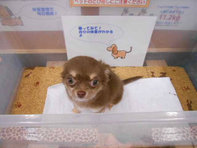 ちーたんの体重測定！