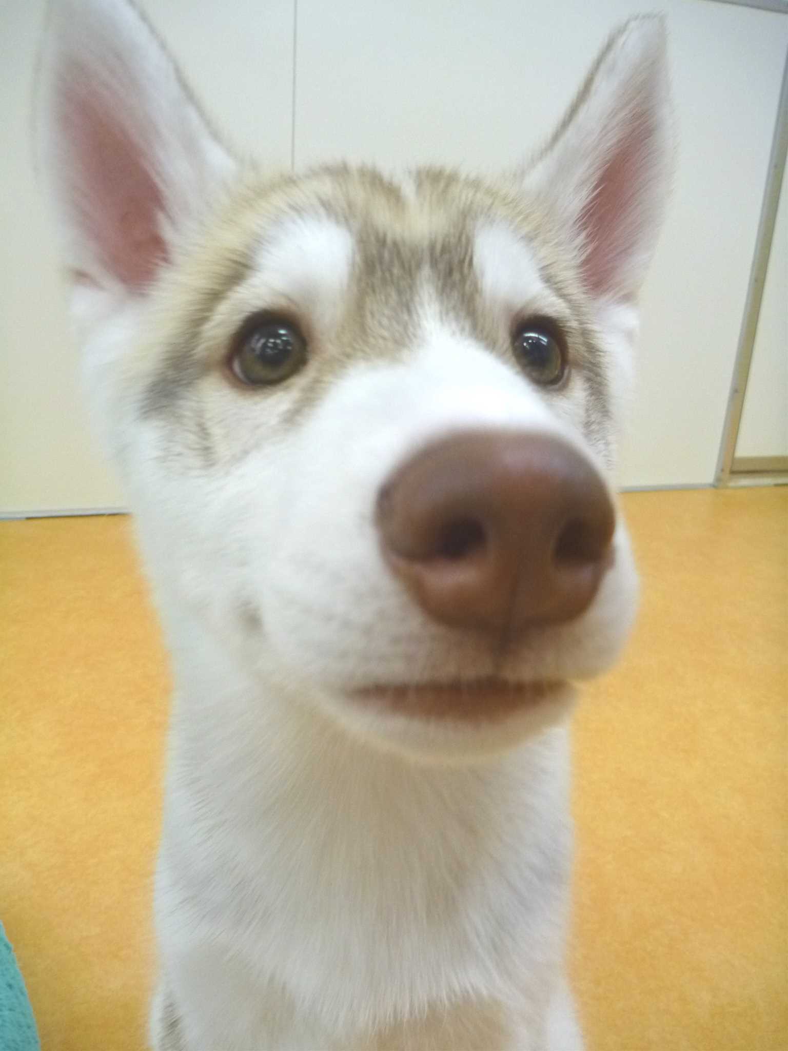 ☆ＮＥＷオススメ犬はーちゃん☆