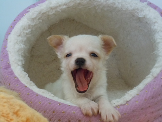 かわいい？寝姿(-_-)zzz
