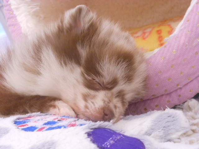 今日のぽんちゃん