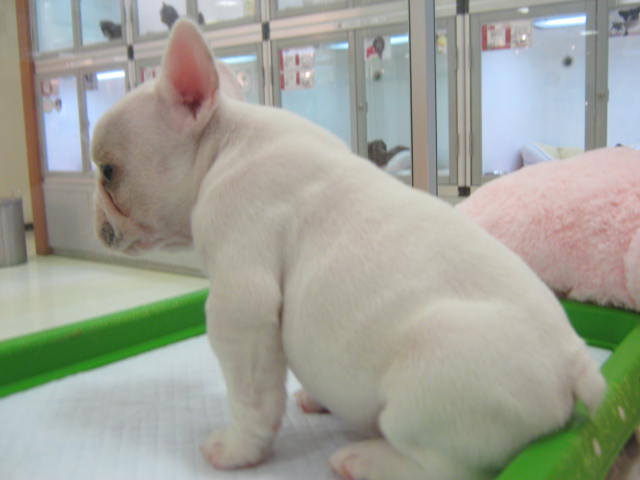 新しいオススメわんちゃんは!?