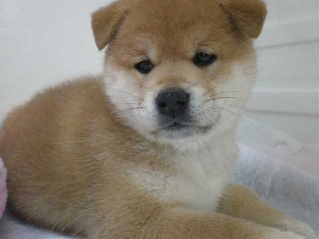 よろしくだワン！！
