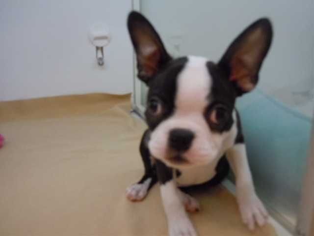 ★今日のぼっちゃん★