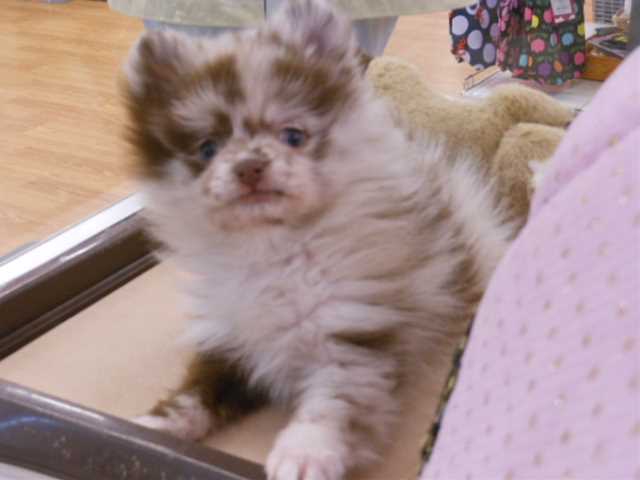 ぽんちゃんからのお知らせ