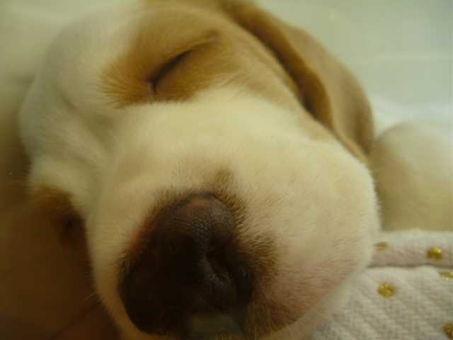 ★おねむなビーグルちゃん。。ｚｚＺ★