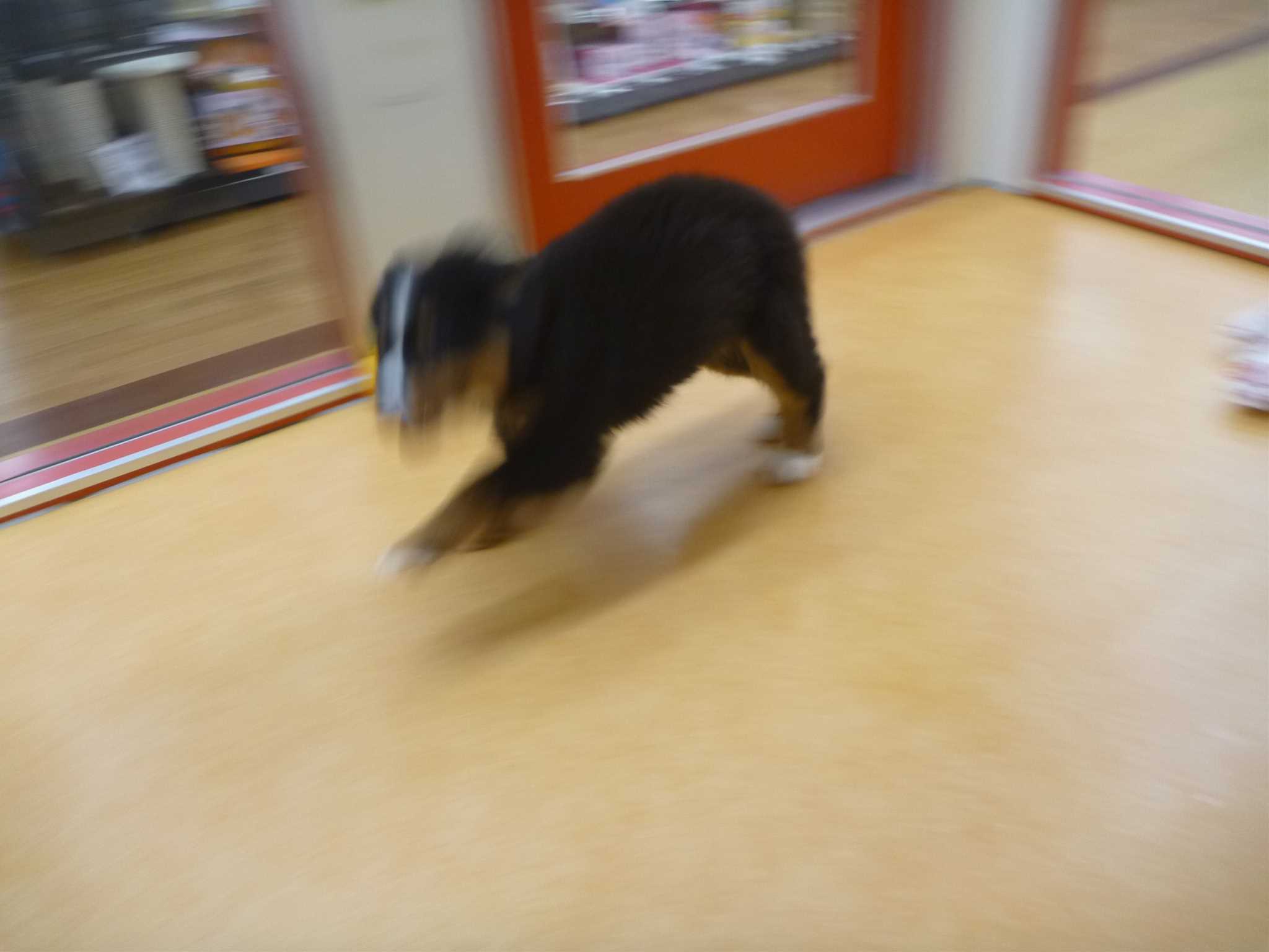 ☆バニ子ちゃーん！☆