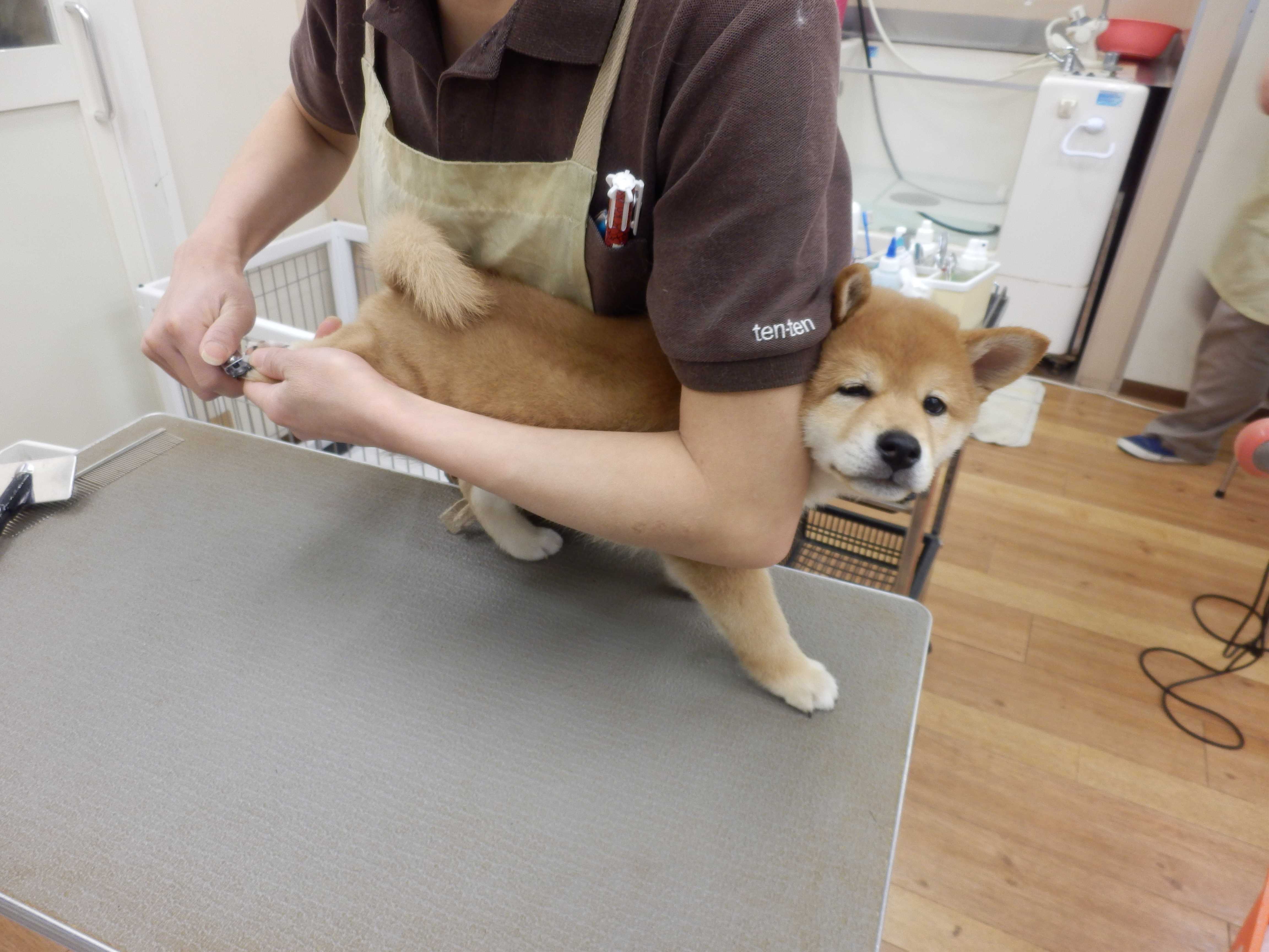 ドキドキのお手入れ