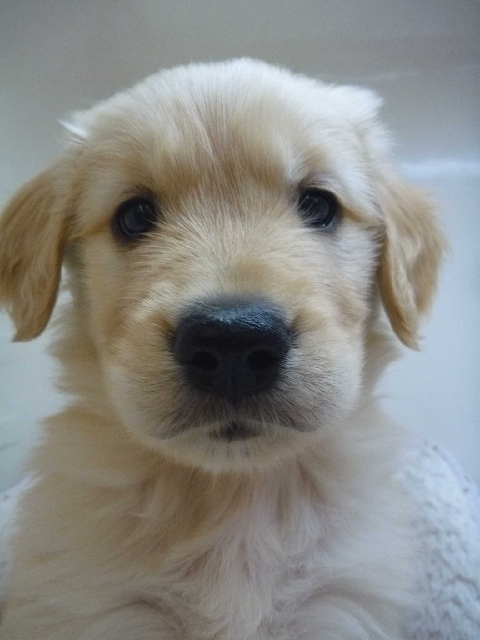 ☆オススメ犬立候補者現る！☆