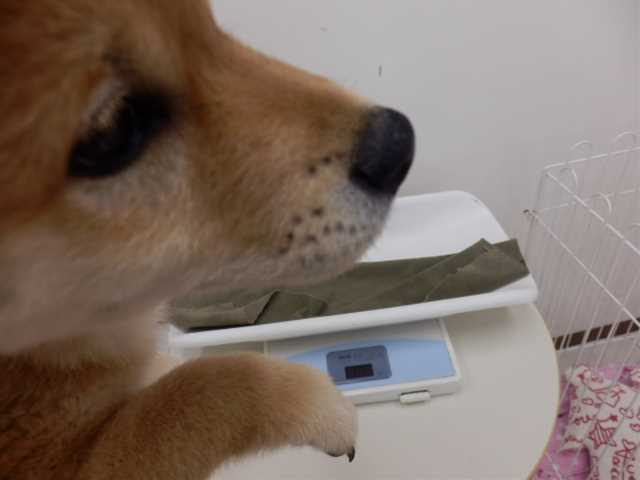 しばきちくんの体重測定★