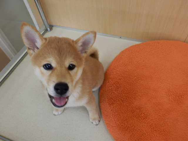しばきちさん、マテに挑戦!!!!!!!!!!!